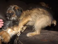 AKC Cocoa, a female Brussels Griffon for sale in Berryville, AR – 4 of 7