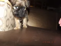 AKC Dreamer, a female Brussels Griffon for sale in Berryville, AR – 3 of 6