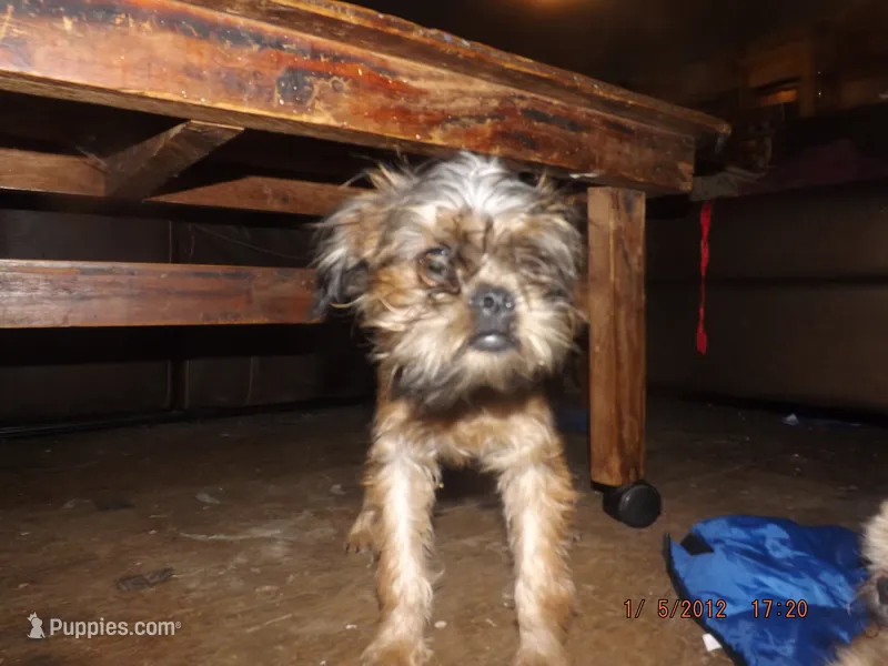 AKC Cocoa – Brussels Griffon puppy for sale in Berryville, AR