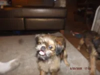 Rewind, a female Brussels Griffon for sale in Berryville, AR – 7 of 7