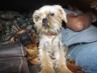 AKC Pistol, a female Brussels Griffon for sale in Berryville, AR – 2 of 5