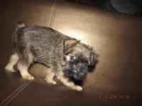 AKC Dreamer, a female Brussels Griffon for sale in Berryville, AR – 4 of 6