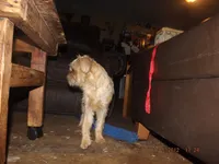 AKC Buddy, a male Brussels Griffon for sale in Berryville, AR – 9 of 10