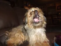 AKC Spinner, a male Brussels Griffon for sale in Berryville, AR – 6 of 7