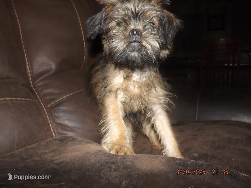 AKC Cocoa – Brussels Griffon puppy for sale in Berryville, AR