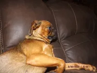 AKC Stick Figure, a female Brussels Griffon for sale in Berryville, AR – 7 of 9