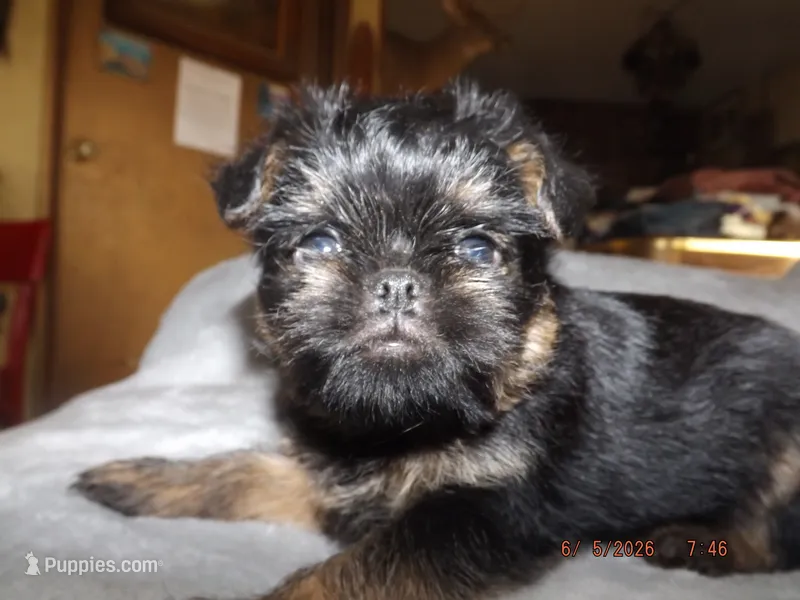 AKC Cujo – Brussels Griffon puppy for sale in Berryville, AR