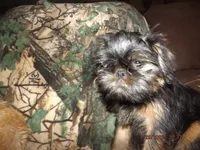 AKC Cujo, a male Brussels Griffon for sale in Berryville, AR – 3 of 7