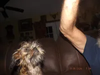 AKC Cocoa, a female Brussels Griffon for sale in Berryville, AR – 4 of 5