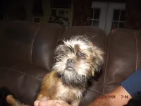 AKC Cocoa, a female Brussels Griffon for sale in Berryville, AR – 2 of 5