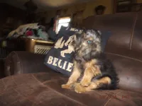 AKC Cujo, a male Brussels Griffon for sale in Berryville, AR – 3 of 10