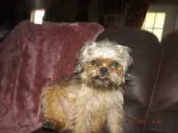 AKC Spinner, a male Brussels Griffon for sale in Berryville, AR – 3 of 9