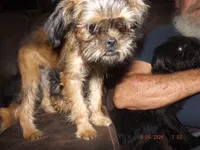 AKC Cocoa, a female Brussels Griffon for sale in Berryville, AR – 5 of 5