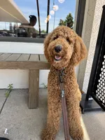 Louie Bear , a male Goldendoodle for sale in Nashville, TN – 4 of 4