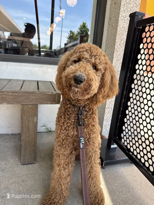Louie Bear  – Goldendoodle puppy for sale in Nashville, TN