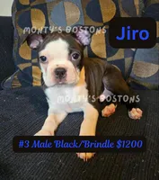 Jiro, a male Boston Terrier for sale in Zeeland, MI – 3 of 10