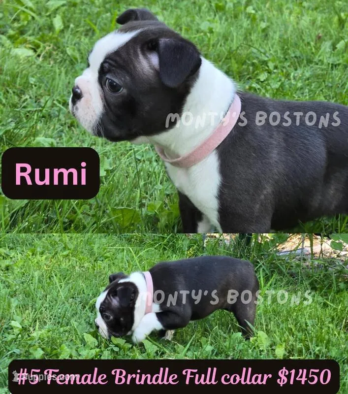 Rumi – Boston Terrier puppy for sale in Zeeland, MI