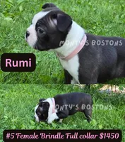 Rumi, a female Boston Terrier for sale in Zeeland, MI – 1 of 3