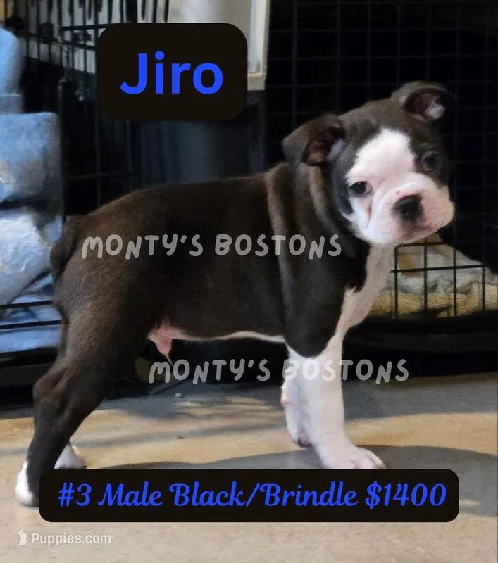 Jiro – Boston Terrier puppy for sale in Zeeland, MI