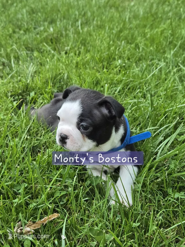 Jiro – Boston Terrier puppy for sale in Zeeland, MI