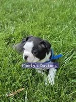 Jiro, a male Boston Terrier for sale in Zeeland, MI – 1 of 3