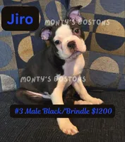 Jiro, a male Boston Terrier for sale in Zeeland, MI – 2 of 10