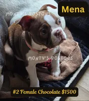 Mena, a female Boston Terrier for sale in Zeeland, MI – 5 of 10