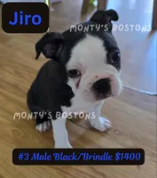 Jiro, a male Boston Terrier for sale in Zeeland, MI – 5 of 10