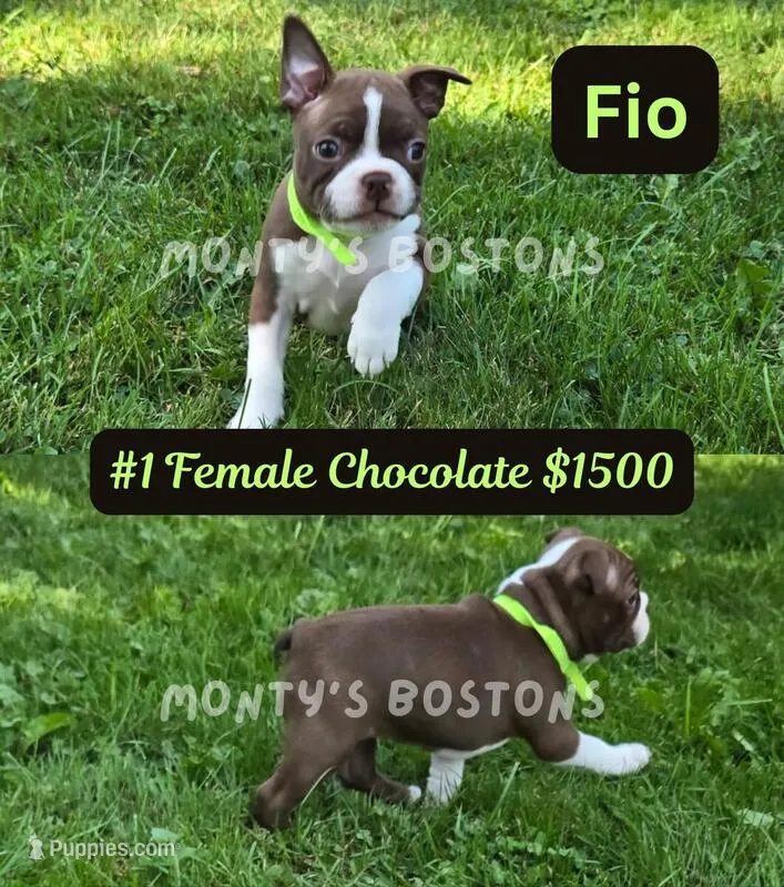 Fio – Boston Terrier puppy for sale in Zeeland, MI