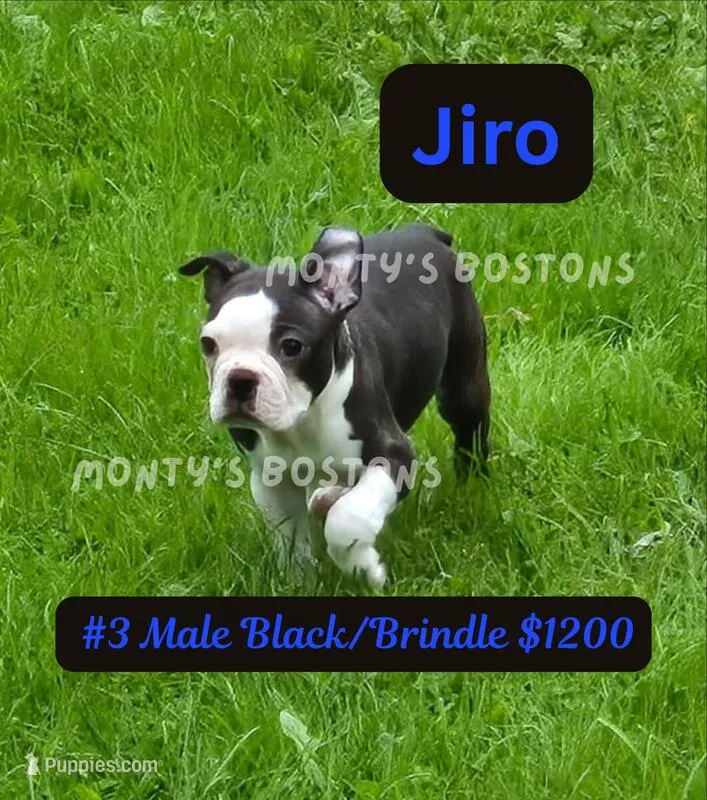 Jiro – Boston Terrier puppy for sale in Zeeland, MI