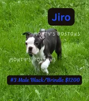Jiro, a male Boston Terrier for sale in Zeeland, MI – 1 of 10