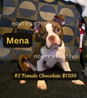 Mena, a female Boston Terrier for sale in Zeeland, MI – 2 of 10