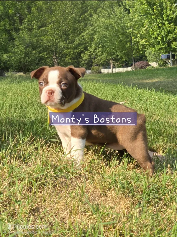 Mena – Boston Terrier puppy for sale in Zeeland, MI