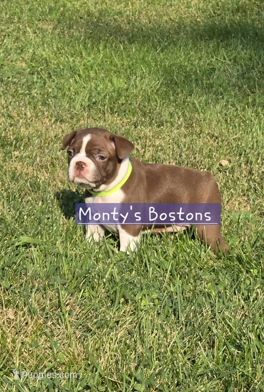 Fio – Boston Terrier puppy for sale in Zeeland, MI