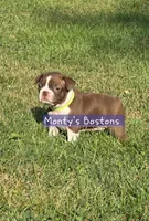 Fio, a female Boston Terrier for sale in Zeeland, MI – 1 of 3