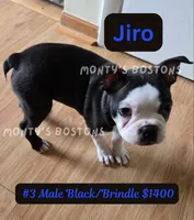 Jiro, a male Boston Terrier for sale in Zeeland, MI – 4 of 10