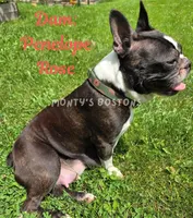 Mena, a female Boston Terrier for sale in Zeeland, MI – 2 of 3