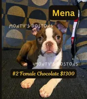Mena, a female Boston Terrier for sale in Zeeland, MI – 3 of 10