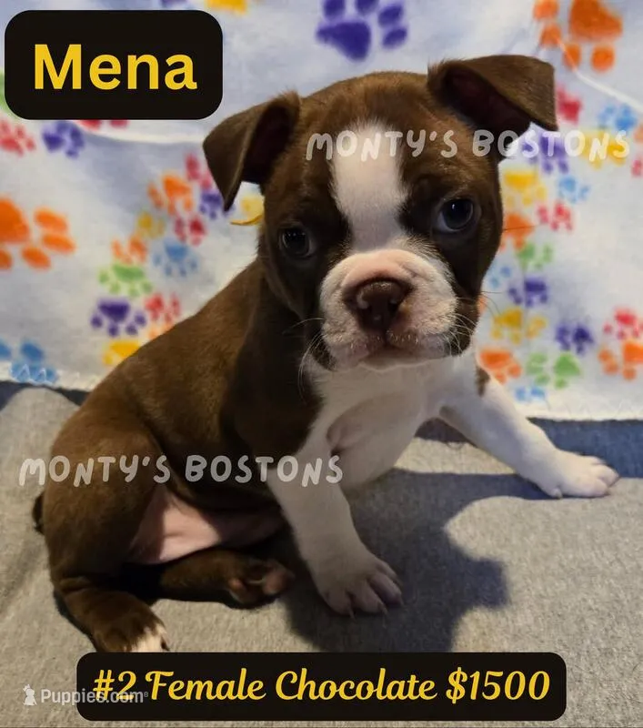 Mena – Boston Terrier puppy for sale in Zeeland, MI