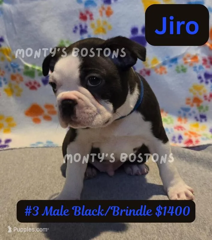 Jiro – Boston Terrier puppy for sale in Zeeland, MI