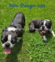 Mena, a female Boston Terrier for sale in Zeeland, MI – 3 of 3