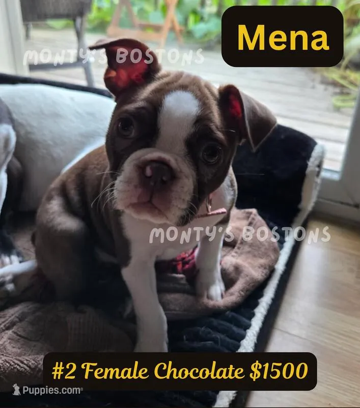 Mena – Boston Terrier puppy for sale in Zeeland, MI