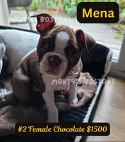 Mena, a female Boston Terrier for sale in Zeeland, MI – 4 of 10