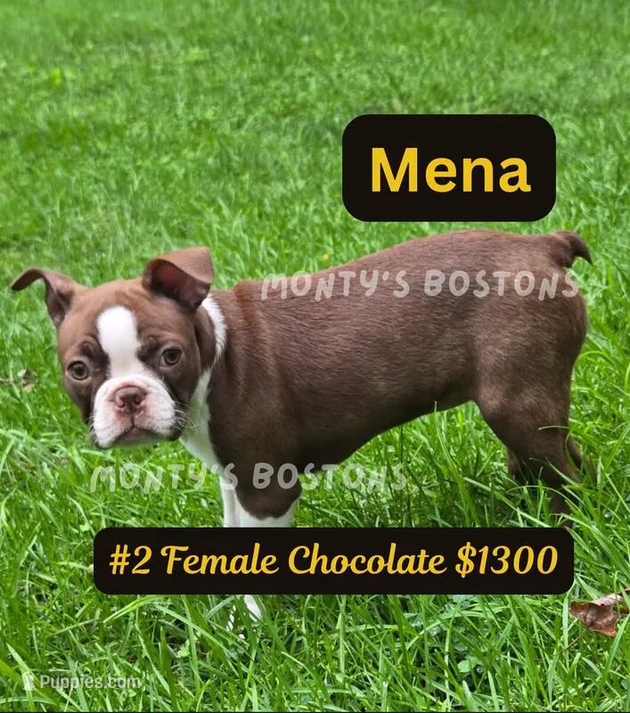 Mena – Boston Terrier puppy for sale in Zeeland, MI