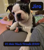 Jiro, a male Boston Terrier for sale in Zeeland, MI – 7 of 10