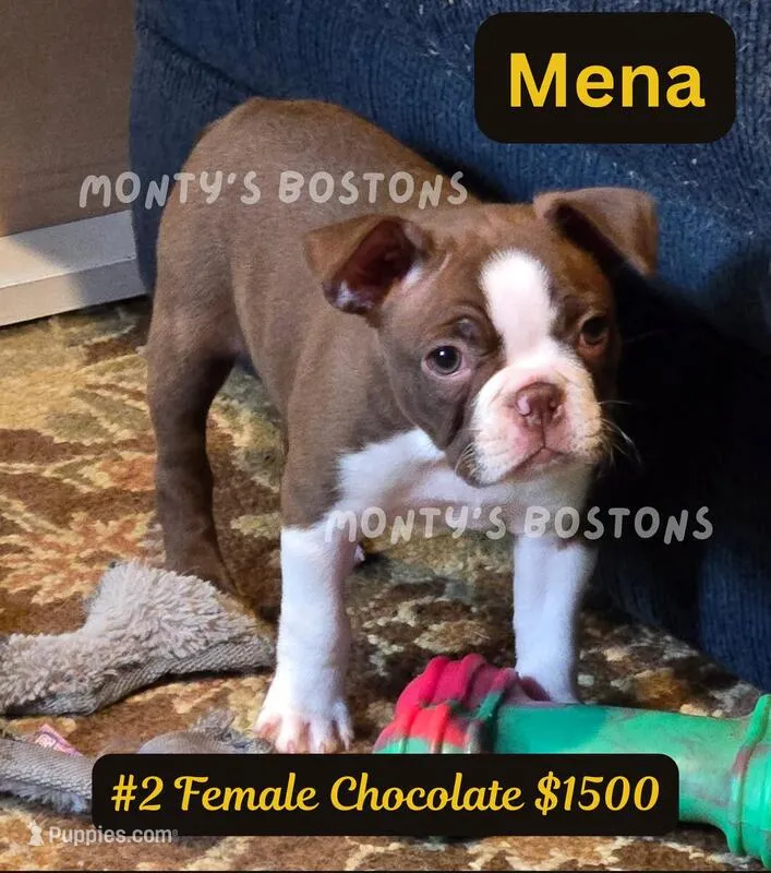 Mena – Boston Terrier puppy for sale in Zeeland, MI
