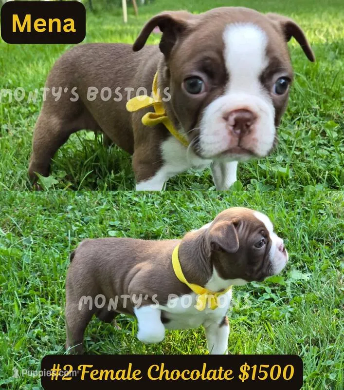 Mena – Boston Terrier puppy for sale in Zeeland, MI