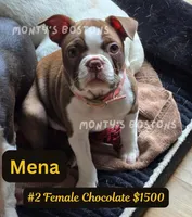 Mena, a female Boston Terrier for sale in Zeeland, MI – 6 of 10