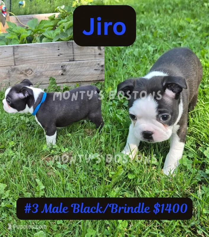 Jiro – Boston Terrier puppy for sale in Zeeland, MI