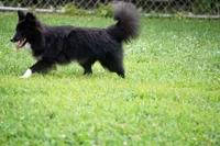 Minnie - Toy Sheltie/Pomsky mix, a female Shetland Sheepdog and Pomsky for sale in Frazeysburg, OH – 7 of 8